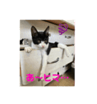 とむはうすの家族  猫編（個別スタンプ：3）