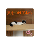とむはうすの家族  猫編（個別スタンプ：4）