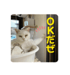 とむはうすの家族  猫編（個別スタンプ：5）