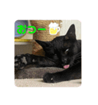 とむはうすの家族  猫編（個別スタンプ：6）