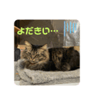 とむはうすの家族  猫編（個別スタンプ：7）
