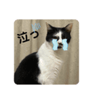 とむはうすの家族  猫編（個別スタンプ：9）