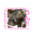 とむはうすの家族  猫編（個別スタンプ：12）