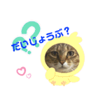 とむはうすの家族  猫編（個別スタンプ：14）
