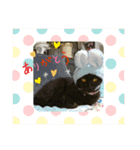 とむはうすの家族  猫編（個別スタンプ：16）