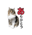 昆布。（個別スタンプ：2）