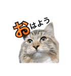 昆布。（個別スタンプ：3）