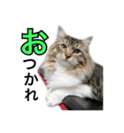 昆布。（個別スタンプ：5）