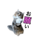 昆布。（個別スタンプ：7）