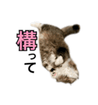 昆布。（個別スタンプ：9）