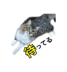 昆布。（個別スタンプ：10）