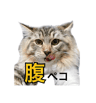 昆布。（個別スタンプ：11）