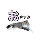 昆布。（個別スタンプ：13）