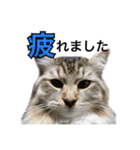 昆布。（個別スタンプ：14）