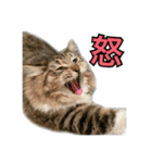 昆布。（個別スタンプ：15）