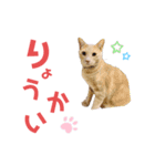 にゃーんこ❤️（個別スタンプ：10）