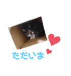 にゃーんこ❤️（個別スタンプ：15）