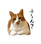 とある三匹の猫（個別スタンプ：1）