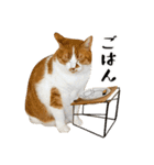 とある三匹の猫（個別スタンプ：2）