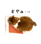 とある三匹の猫（個別スタンプ：3）
