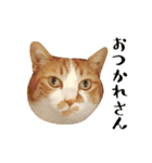 とある三匹の猫（個別スタンプ：4）
