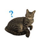 とある三匹の猫（個別スタンプ：5）