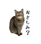 とある三匹の猫（個別スタンプ：6）