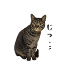 とある三匹の猫（個別スタンプ：7）