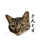 とある三匹の猫（個別スタンプ：8）