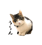 とある三匹の猫（個別スタンプ：9）