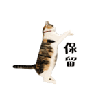 とある三匹の猫（個別スタンプ：10）