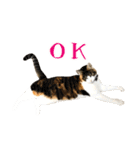 とある三匹の猫（個別スタンプ：11）