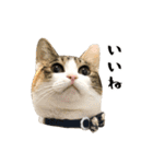 とある三匹の猫（個別スタンプ：12）