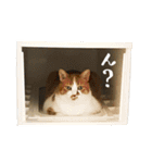 とある三匹の猫（個別スタンプ：13）