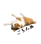 とある三匹の猫（個別スタンプ：14）