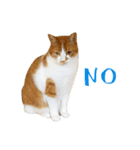 とある三匹の猫（個別スタンプ：15）