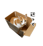 とある三匹の猫（個別スタンプ：16）