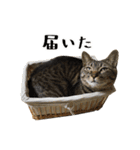 とある三匹の猫（個別スタンプ：17）