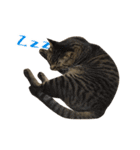 とある三匹の猫（個別スタンプ：19）