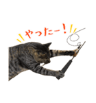 とある三匹の猫（個別スタンプ：20）