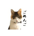 とある三匹の猫（個別スタンプ：21）