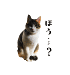 とある三匹の猫（個別スタンプ：22）