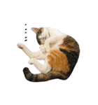 とある三匹の猫（個別スタンプ：23）