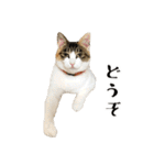 とある三匹の猫（個別スタンプ：24）