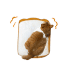 とある三匹の猫（個別スタンプ：25）