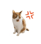 とある三匹の猫（個別スタンプ：26）