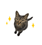 とある三匹の猫（個別スタンプ：27）