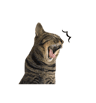 とある三匹の猫（個別スタンプ：28）