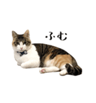 とある三匹の猫（個別スタンプ：30）