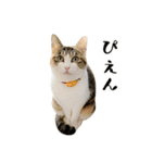 とある三匹の猫（個別スタンプ：31）